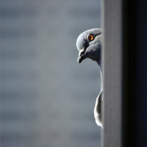 pigeon peeking its head out from behind a wall