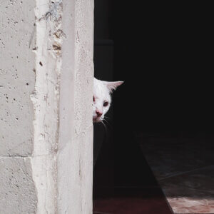 cat peeking out from behind a white cinderblock wall