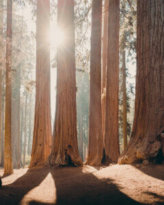 tall redwood trees with sun shining through them in redwood national park in Humboldt county, california